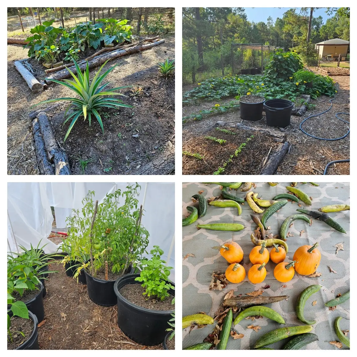 391 Deer Country Road, Chester, TX 75936 - Image #1