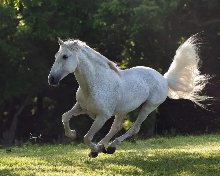 2810 Precinct Line Road, Richmond, TX 77406 - Image #3