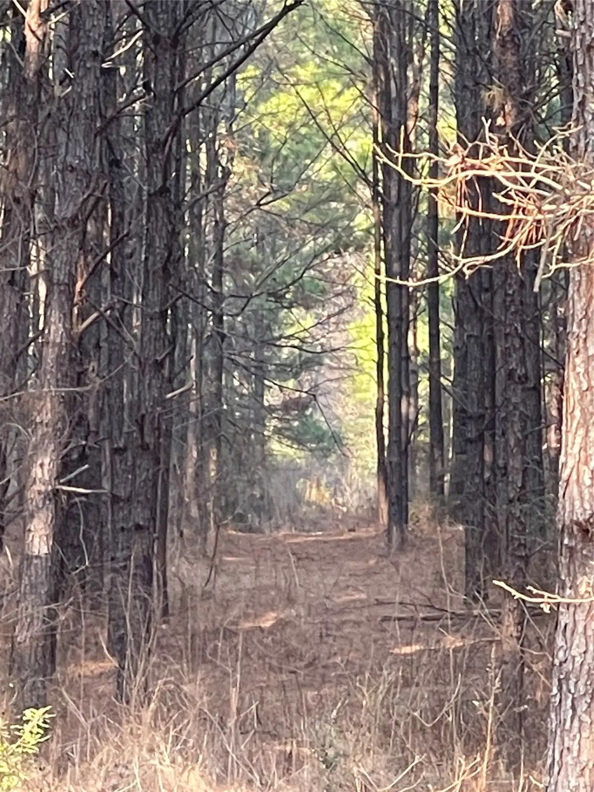 NA Kickapoo Road, Groveton, TX 75845 - #1