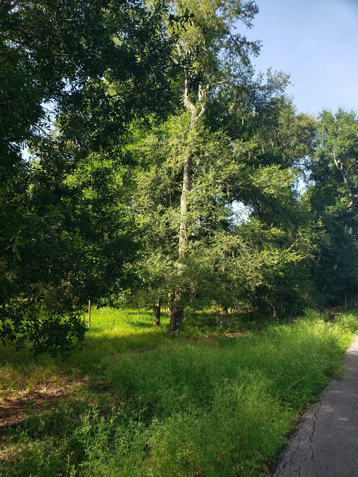 20921 Levee Road Road, Guy, TX 77444 - #1