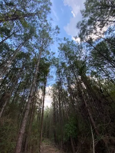 19853 Ghost Road, Kountze, TX 77625 - #2