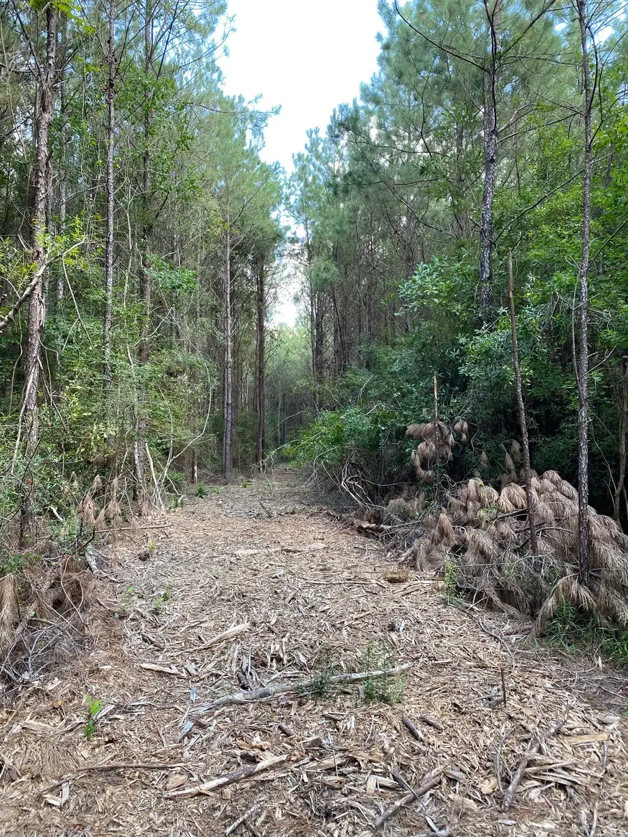 19853 Ghost Road, Kountze, TX 77625 - #3