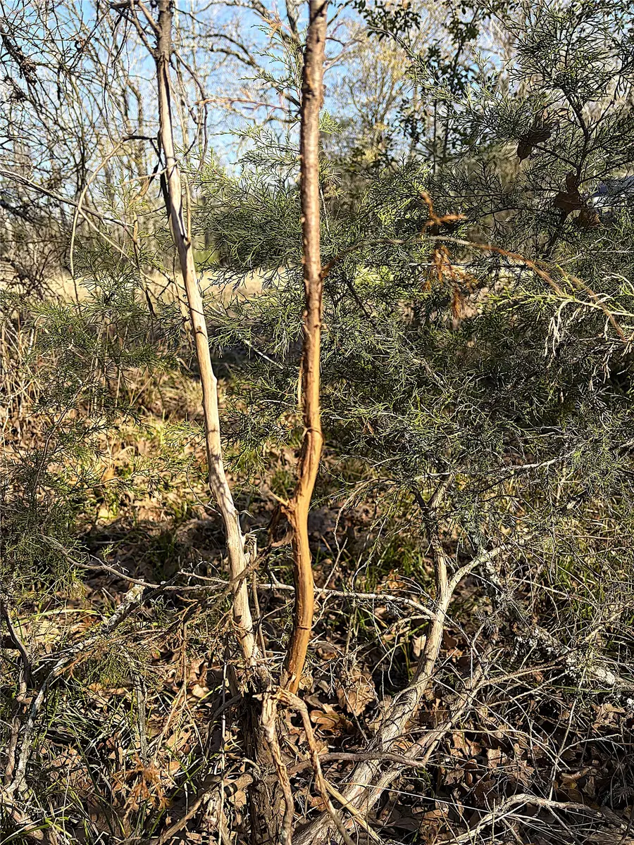 00000 Cr 102, Leona, TX 75850 - #3