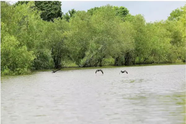 141 W Lakeside Drive, Huntsville, TX 77320