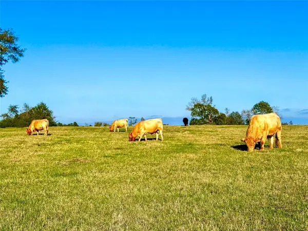 0000 Sh 21, San Augustine, TX 75972