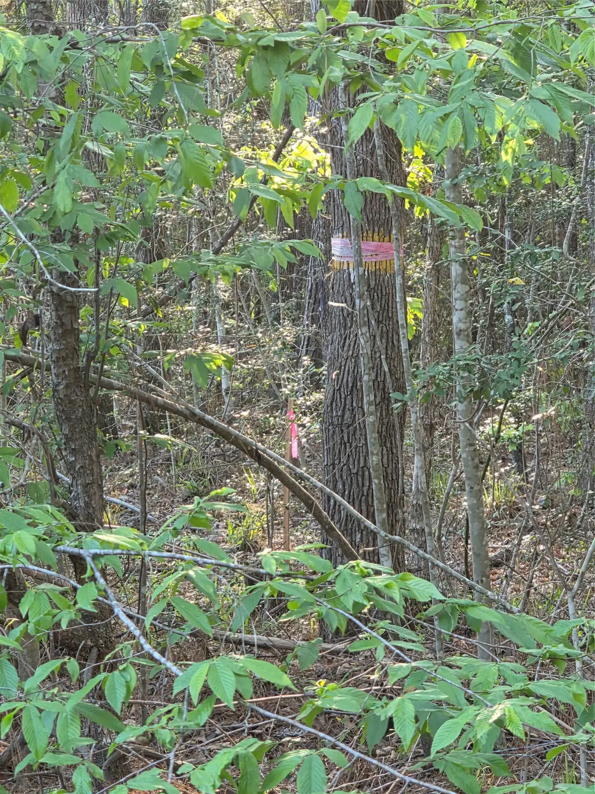 TBD Pacel# 130757 Hwy 190, Pointblank, TX 77364 - #1