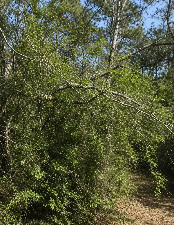 0 Klein Drive, Livingston, TX 77351