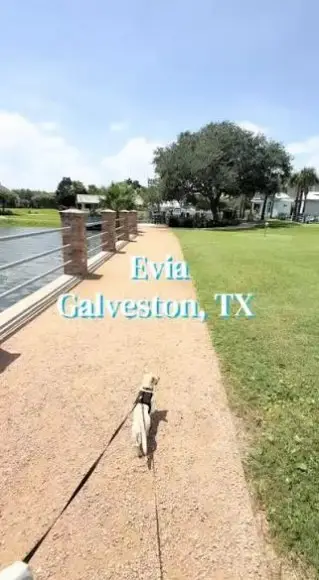 38 Island Passage, Galveston, TX 77554 - #3