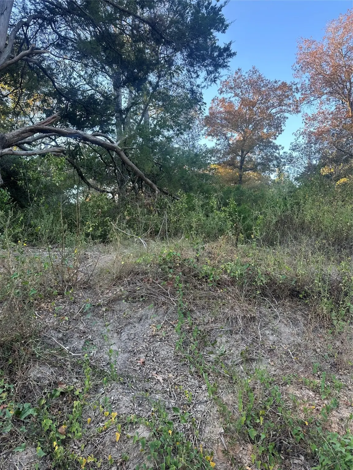 676 Patricia Drive, Livingston, TX 77351 - Image #1