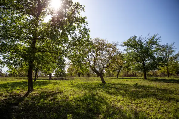 Lot 5 Shorthorn Road, Stockdale, TX 78160