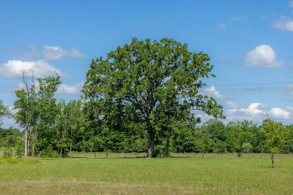 6781 Atakapan Trail, Bedias, TX 77831 - #1