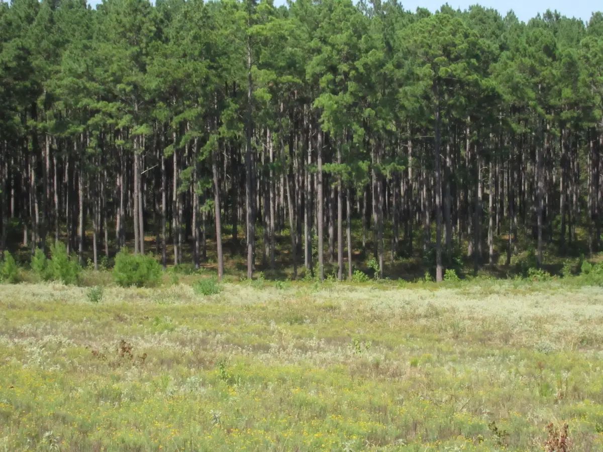 0025 Fm 256 N, Woodville, TX 75979 - Image #1