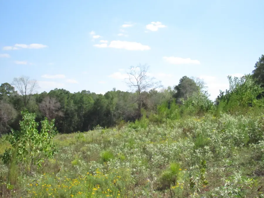 0025 Fm 256 N, Woodville, TX 75979 - Image #3