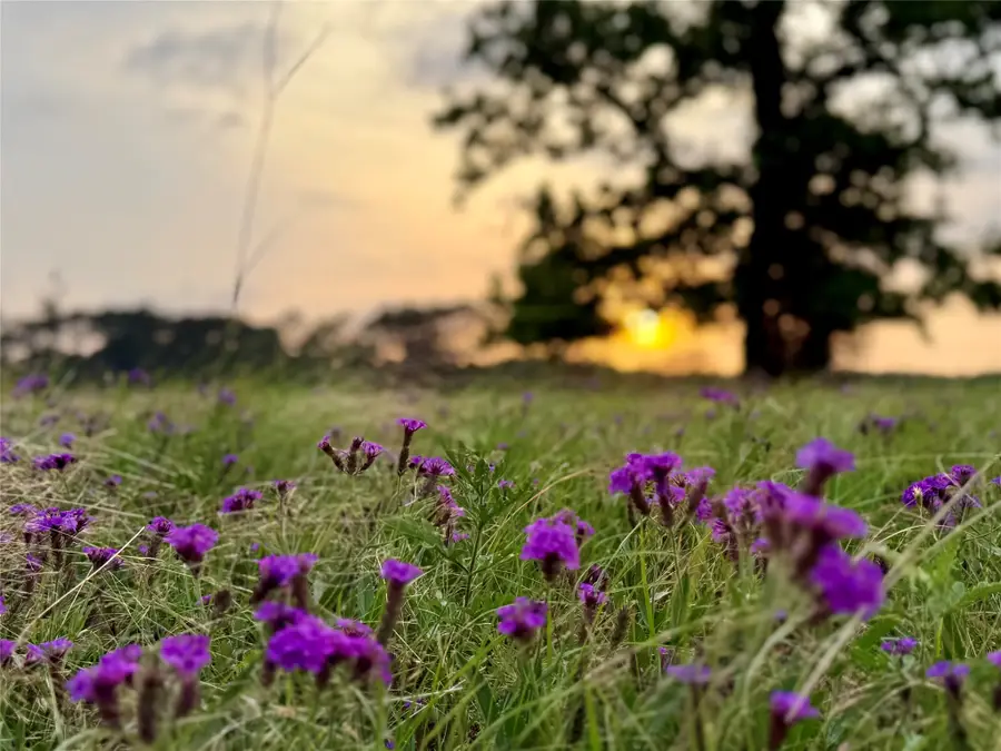 934 Jones Road, New Waverly, TX 77358 - #3