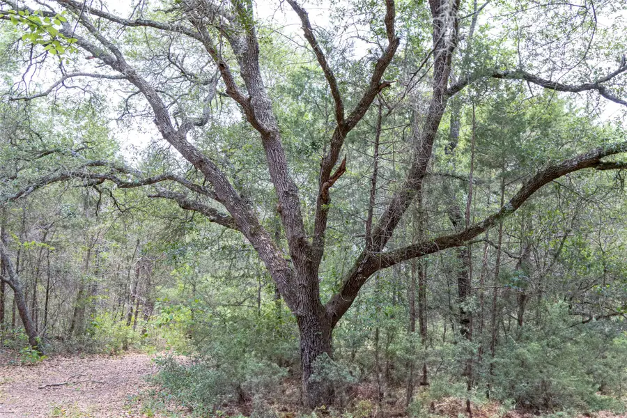 TBD Fm 1094, New Ulm, TX 78950 - #2