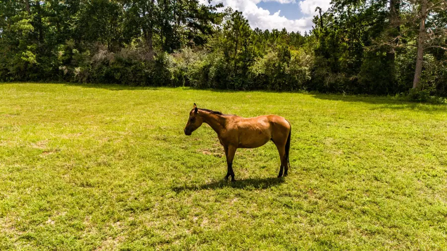 TBD Benny Griffin Road, Livingston, TX 77351 - #2