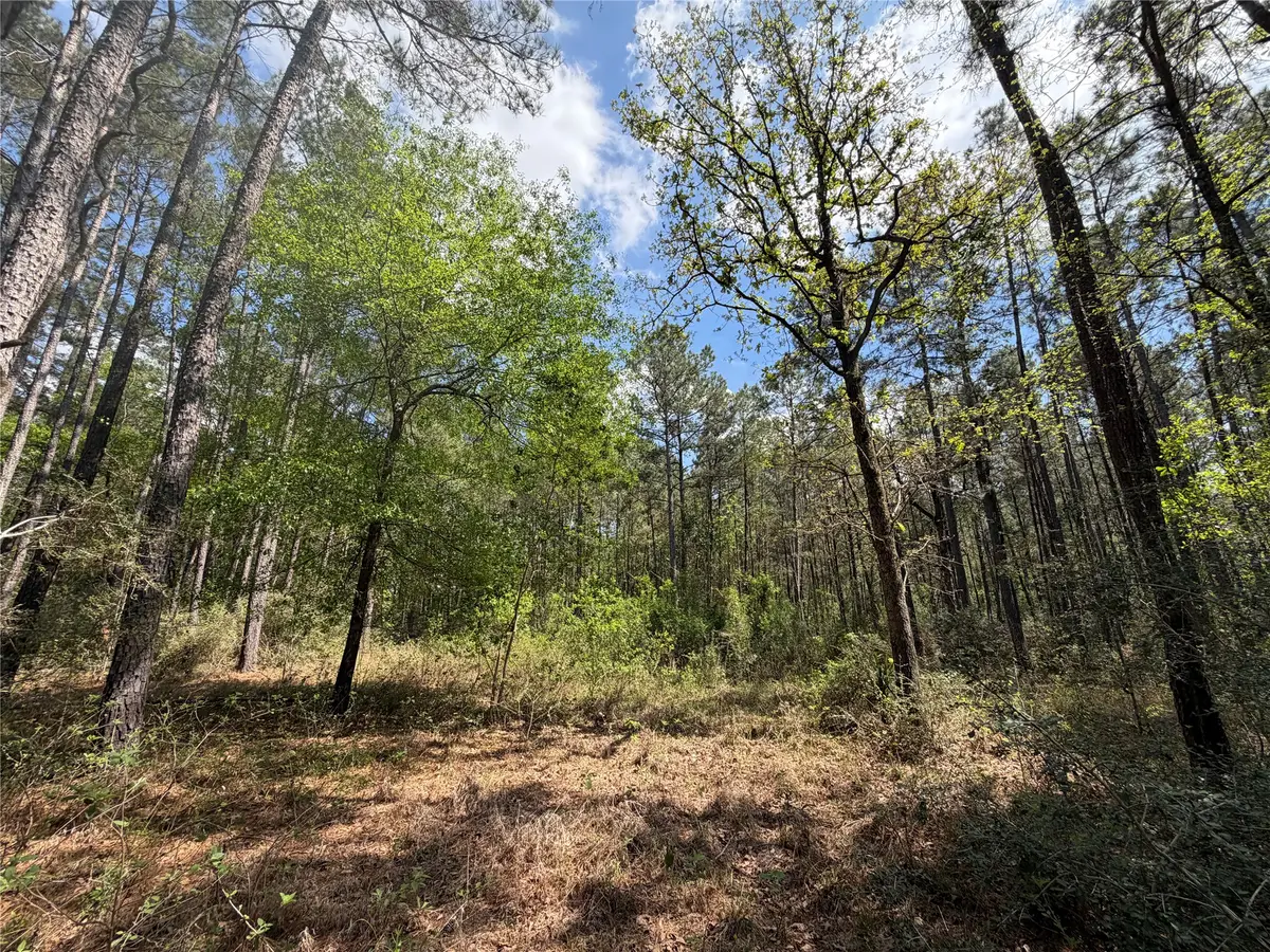 19-6-1 Dedication Trail, Huntsville, TX 77340 - #1