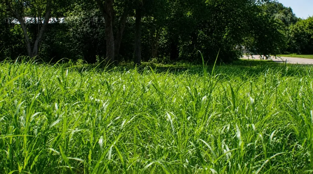 Lot 6 SW Blk 1st Avenue, Waelder, TX 78959 - #1