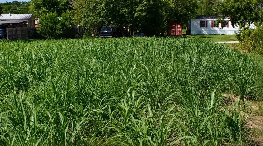 Lot 6 SW Blk 1st Avenue, Waelder, TX 78959 - #2