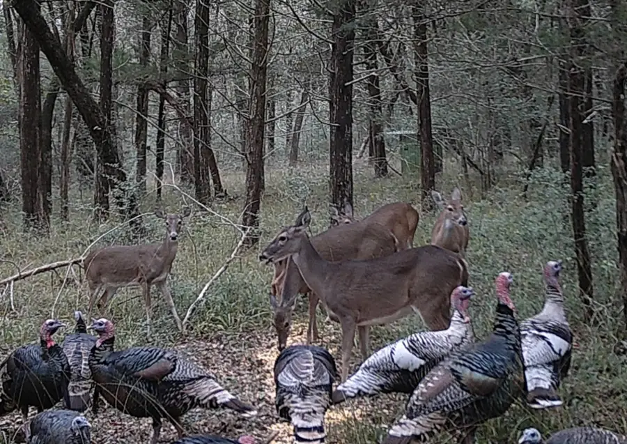 1035 Wavra Lane, New Ulm, TX 78950 - Image #3