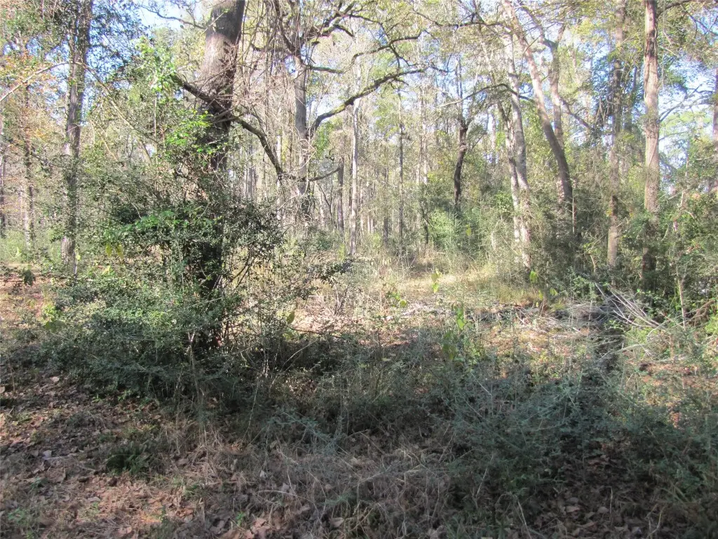 32602 Dogwood Trail, Magnolia, TX 77355 - #1