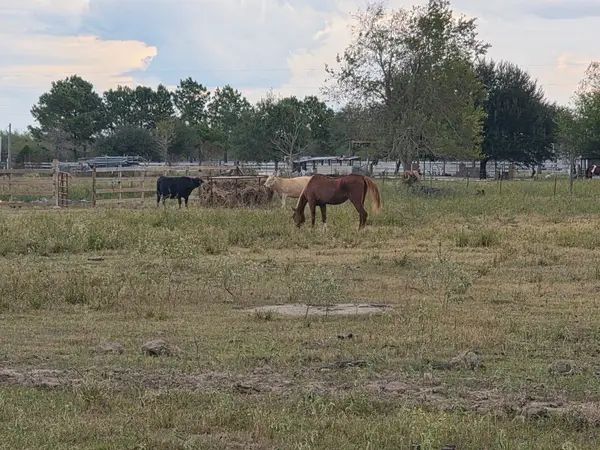 36847 Richard Frey Drive, Hempstead, TX 77445