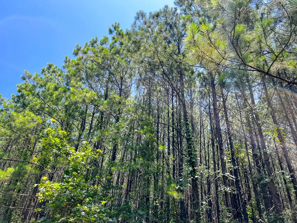 9 Bayou Road, Milam, TX 75948 - #1