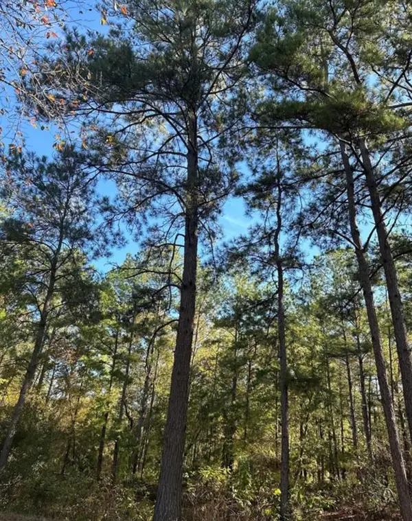 TBD 9845 Fm 149 Rd, Montgomery, TX 77316