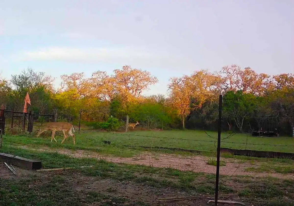10423 State Highway 21 W, Crockett, TX 75835 - #1