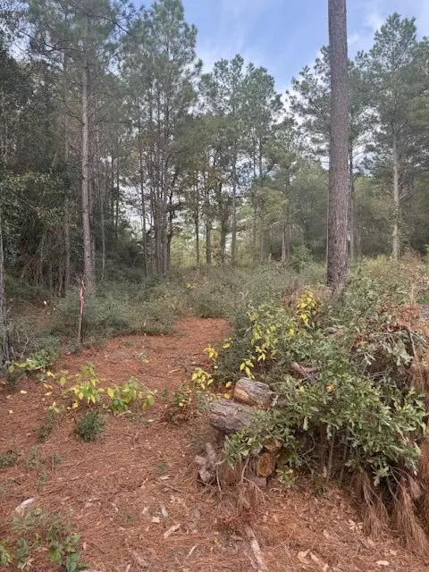 0 Basswood Lane, Plantersville, TX 77363 - Image #1