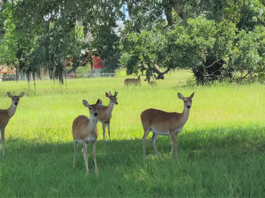 400 Pony Trail, Angleton, TX 77515 - #2