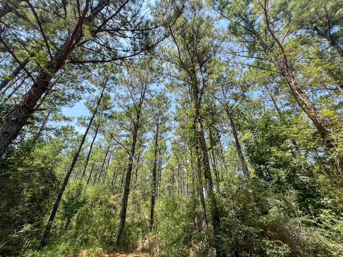 4 County Road 3230, Colmesneil, TX 75938 - #1