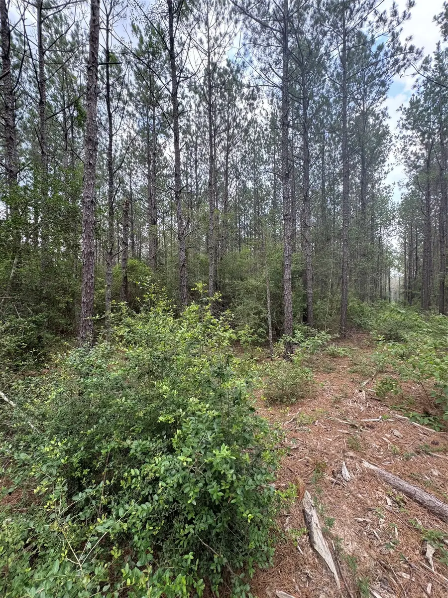 10634 Forest Mill Road, Willis, TX 77378 - #3