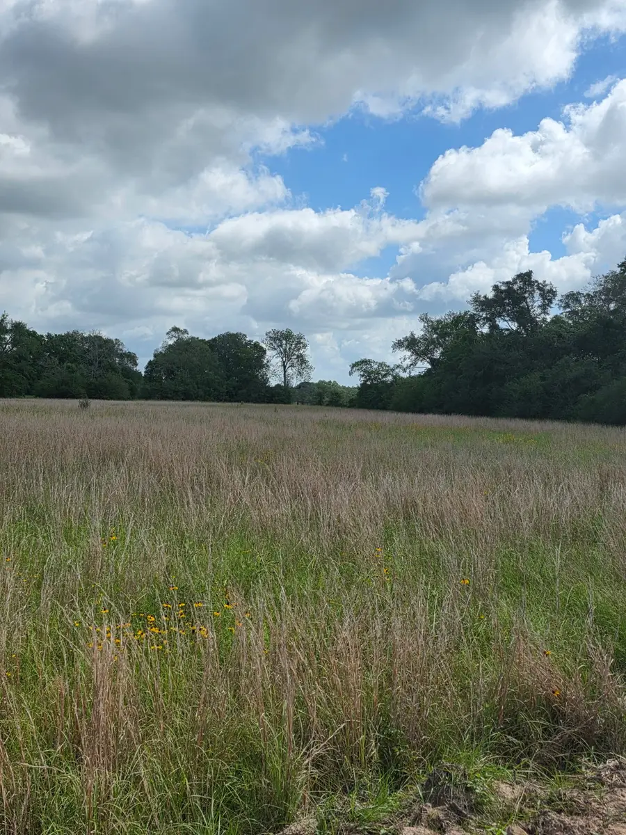 TBD LOT 17 County Road 201, Plantersville, TX 77363 - #2