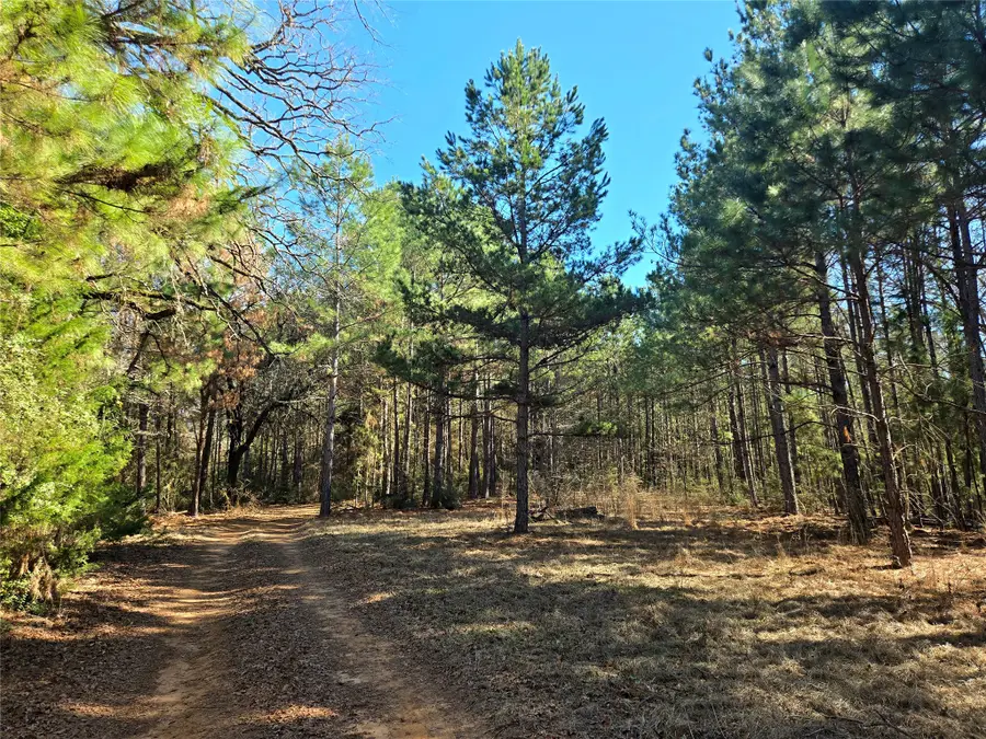 3901 County Road 1585, Grapeland, TX 75844 - Image #2