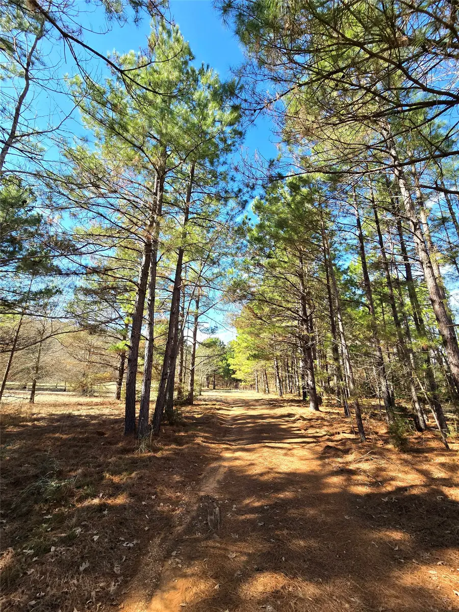 3901 County Road 1585, Grapeland, TX 75844 - Image #3