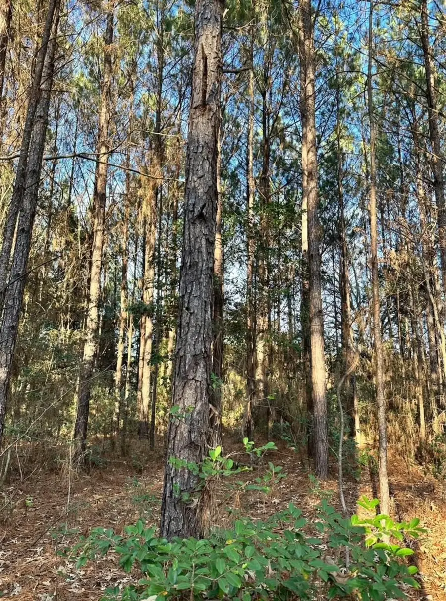 0 Wheeler, Colmesneil, TX 75938 - Image #3