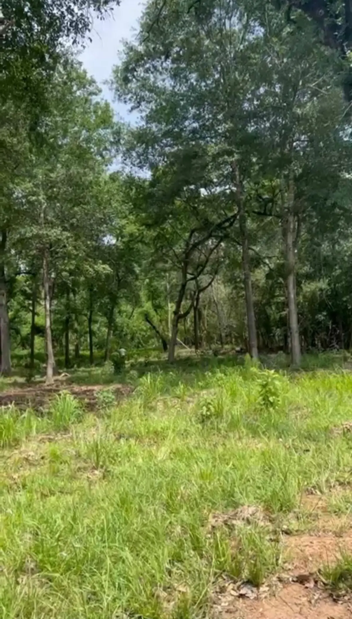 16414 Old Couch Road Drive, Stagecoach, TX 77355 - #1