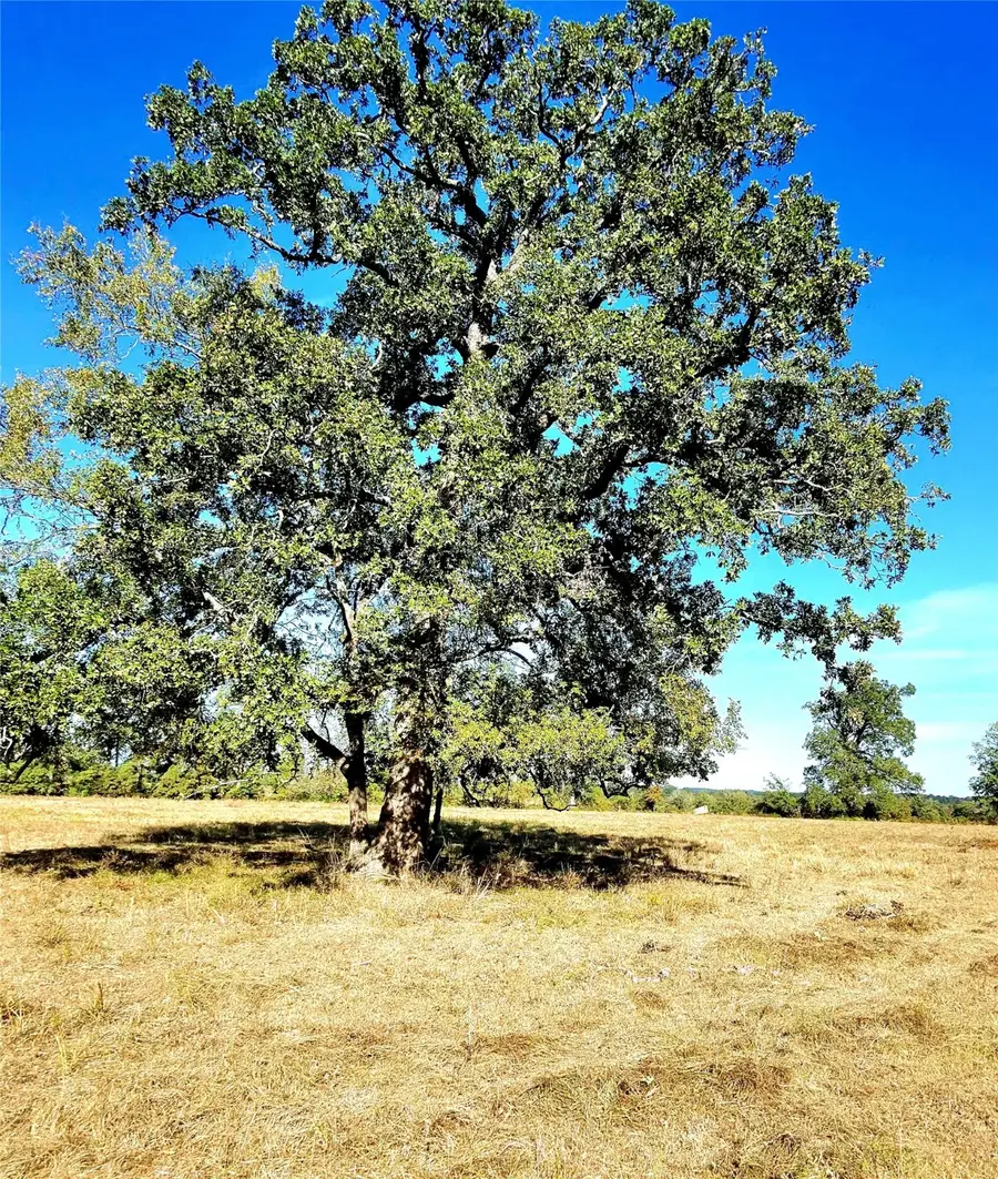 TBD Mt Zion Road S, New Waverly, TX 77358 - Image #2