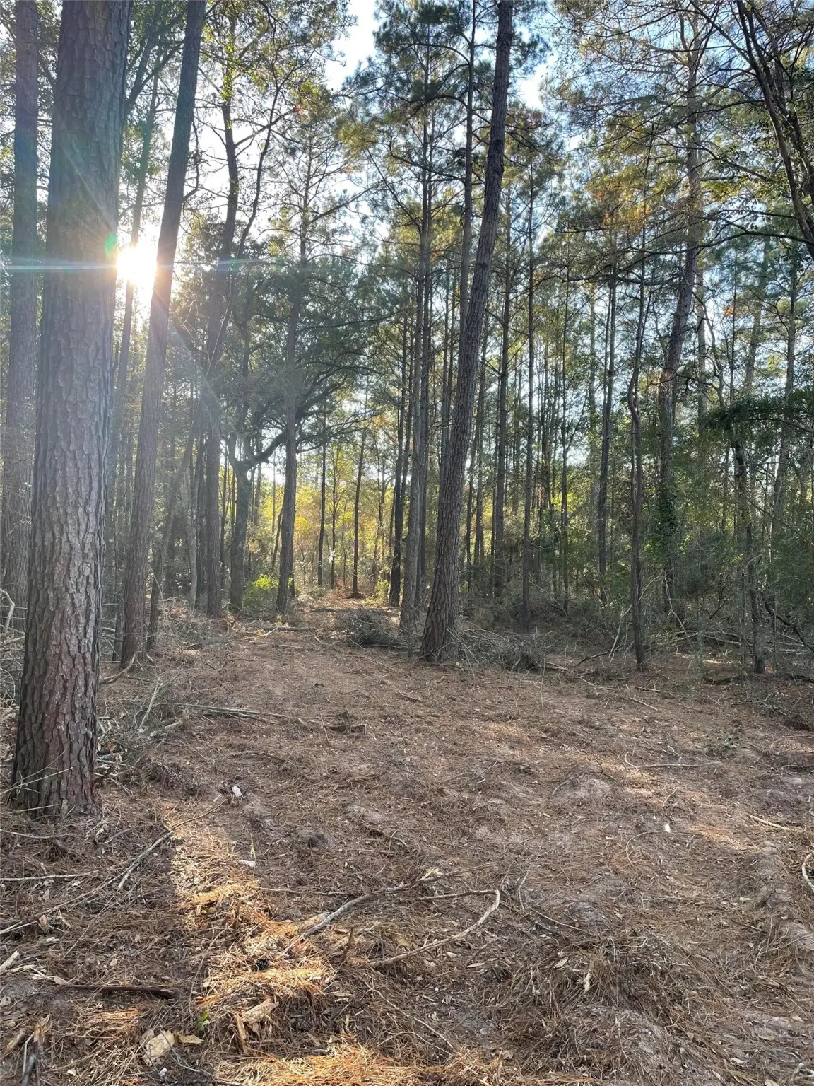 0 Hackberrry Drive, Plantersville, TX 77363 - Image #1