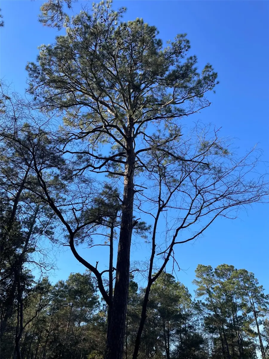 0 Hackberrry Drive, Plantersville, TX 77363 - Image #3