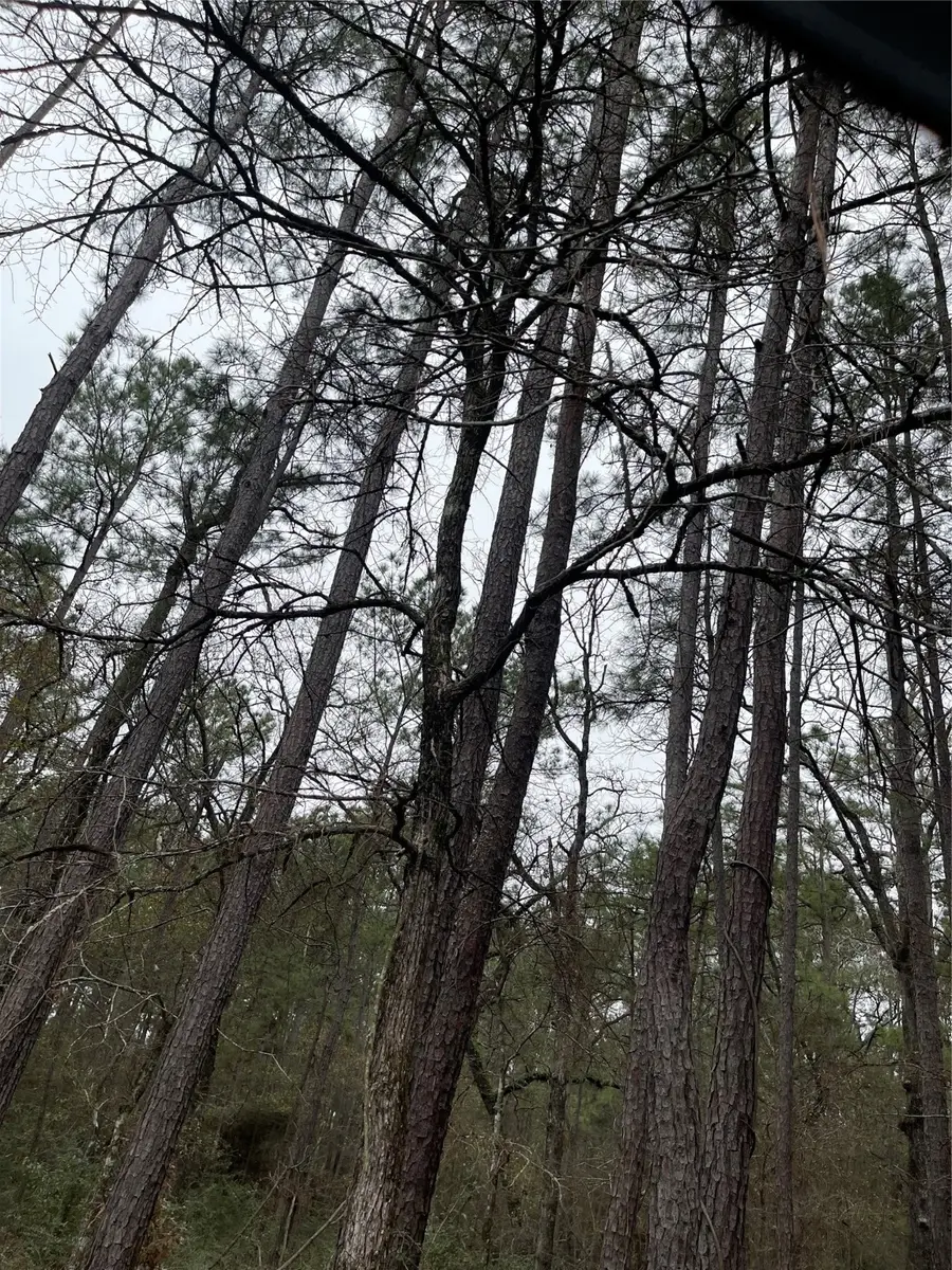 lot 19 Hackberry Drive, Plantersville, TX 77363 - Image #3