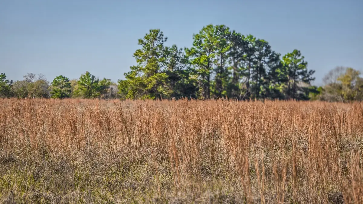 TBD (LOT 1) Podraza Road, New Waverly, TX 77358 - Image #1