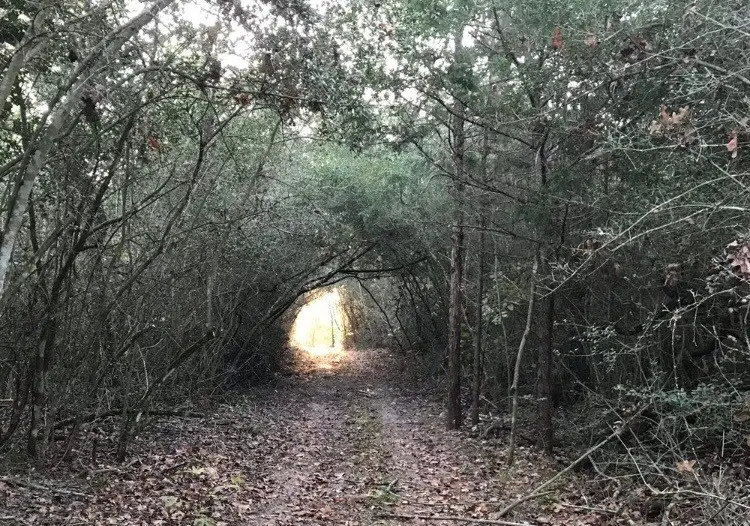 1803 Doe Run Drive, Waelder, TX 78959 - Image #2