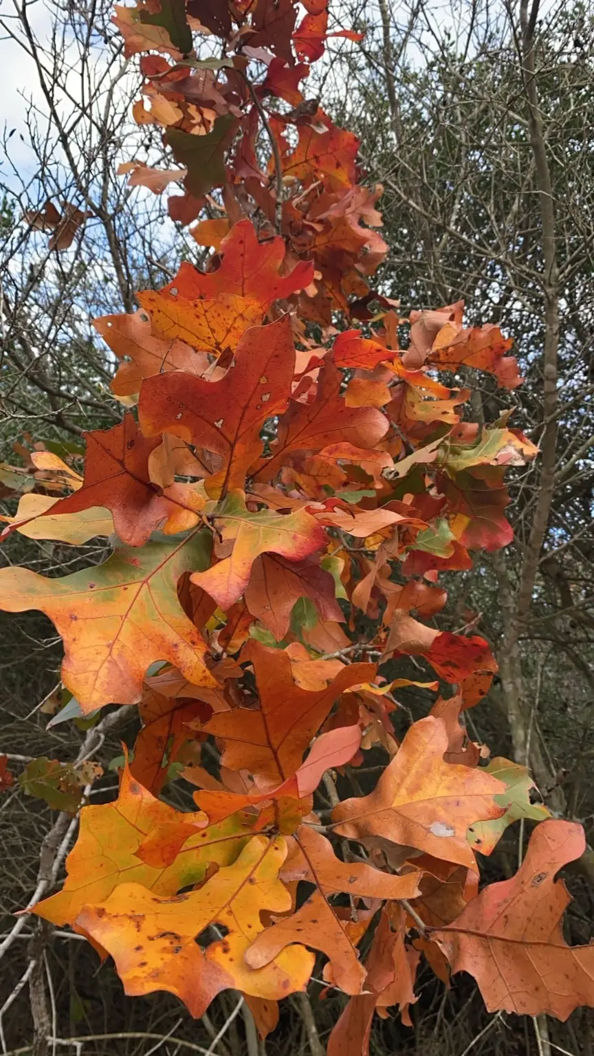 1803 Doe Run Drive, Waelder, TX 78959 - Image #3