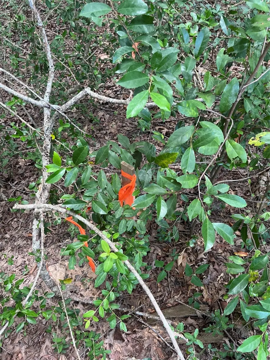 12147 Mustang Avenue, Willis, TX 77378 - Image #3