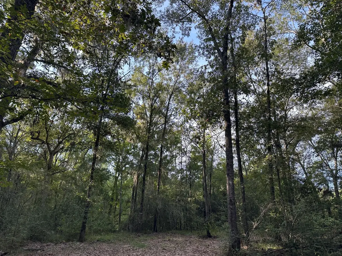 0 Buck Creek Drive, Shepherd, TX 77371 - #1