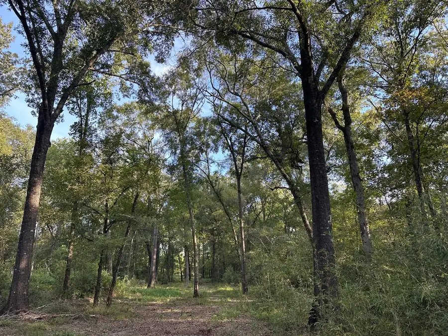 0 Buck Creek Drive, Shepherd, TX 77371 - #2
