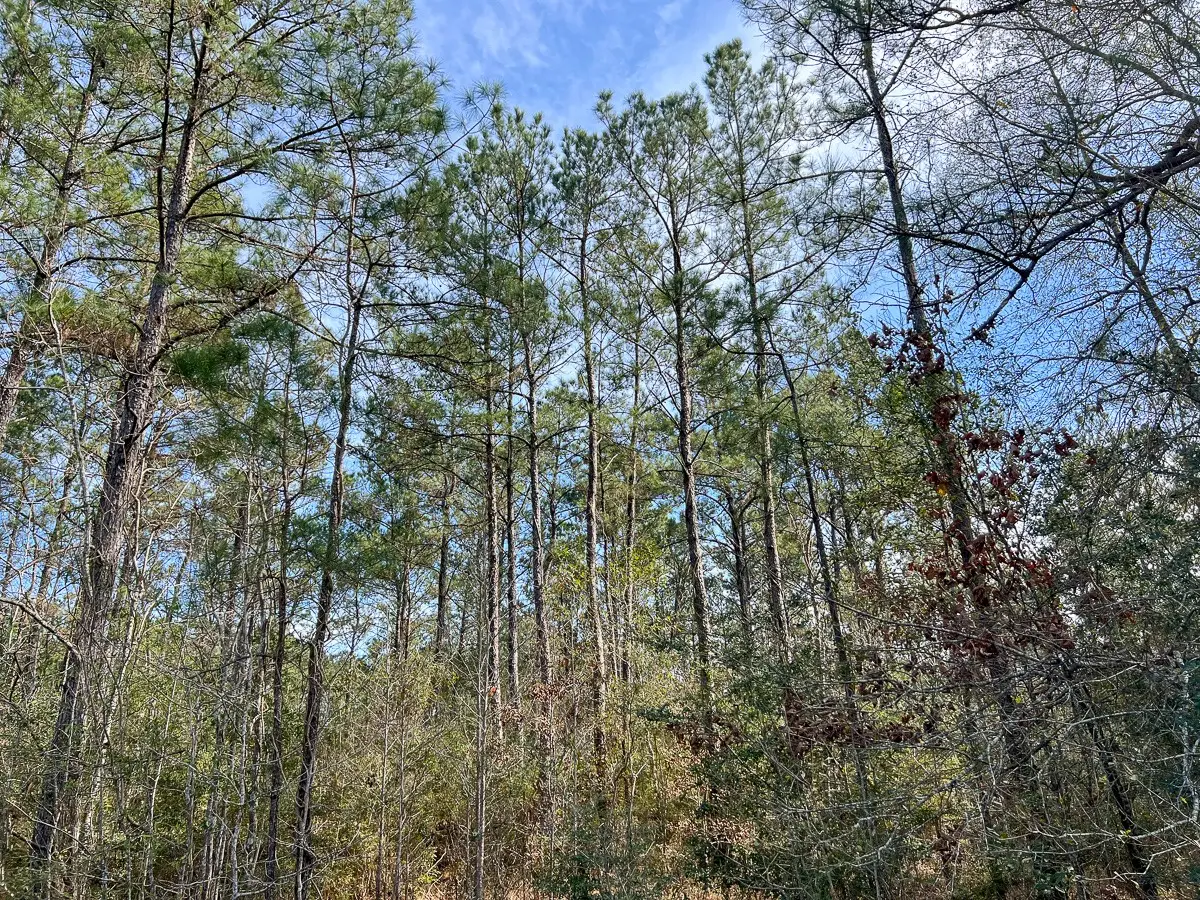 T2 Zavalla Road, Mauriceville, TX 77626 - #1