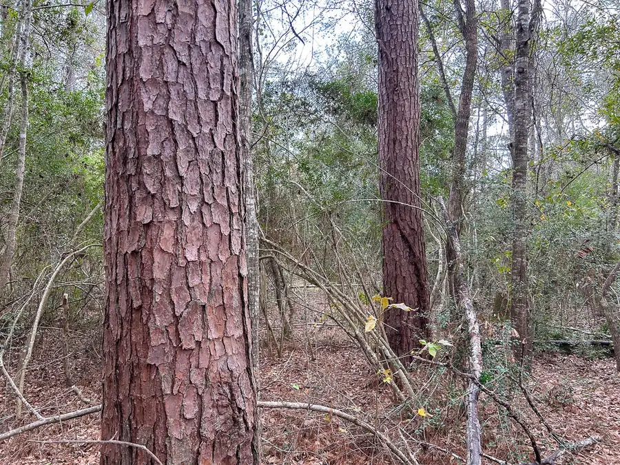 TBD County Road 1520, Warren, TX 77664 - Image #2